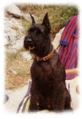 Ambra de la Gigante, Bild+Info Vera Plaschg