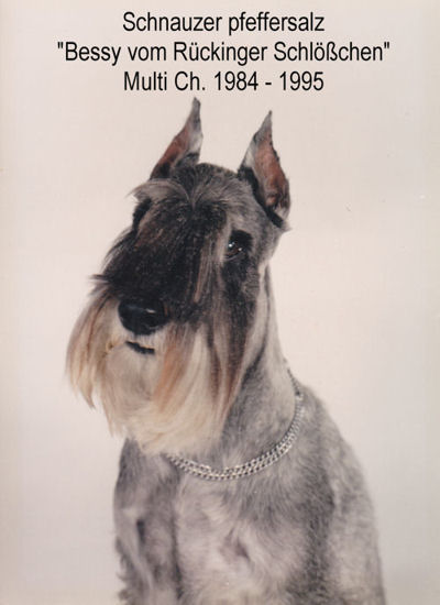 Bessy vom R�ckinger Schl��chen, Multi-Ch. 1984 - 1995, Bild+Info W.u.E.Kadel