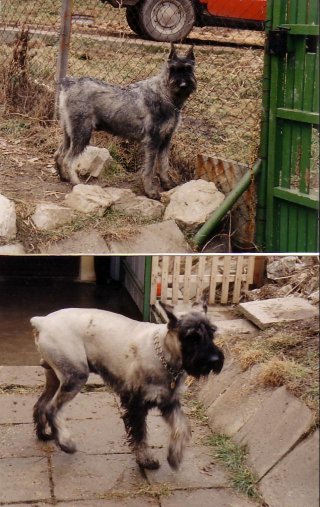 Cheron und Hunor, Bild+Info Vera Plaschg