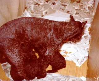 Juliane vom Roseggerhaus, Bild+Info Vera Plaschg