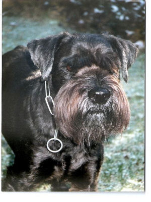 Don v.d.Kervendonk WT 8.9.1993 Bild+Info Gisela Hennenberg