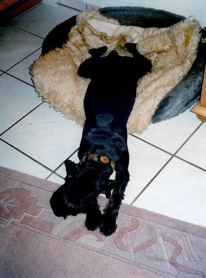 Don v.d.Kervendonk WT 8.9.1993 Bild+Info Gisela Hennenberg