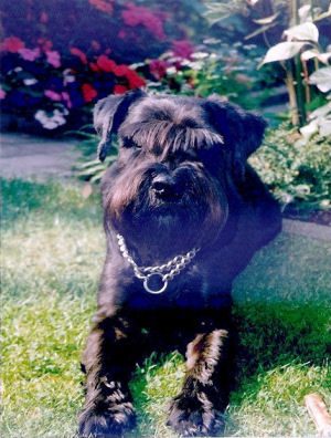 Don v.d.Kervendonk WT 8.9.1993 Bild+Info Gisela Hennenberg