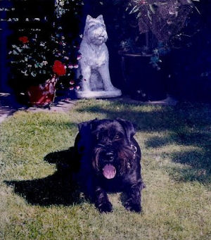 Don v.d.Kervendonk WT 8.9.1993 Bild+Info Gisela Hennenberg