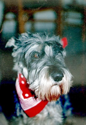 Pepper geb. ca. 1983 Bild+Info Gisela Hennenberg