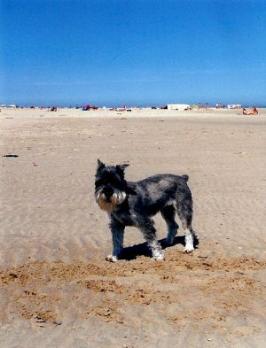 Pepper geb. ca. 1983 Bild+Info Gisela Hennenberg