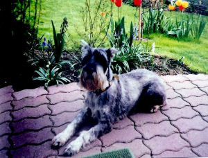 Pepper geb. ca. 1983 Bild+Info Gisela Hennenberg