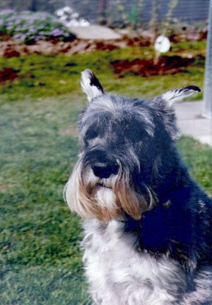 Pepper geb. ca. 1983 Bild+Info Gisela Hennenberg