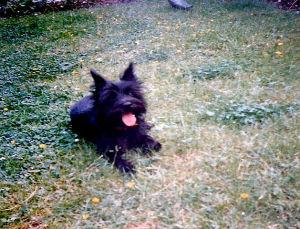 Freche vom Entenfang geb. 1983 Bild+Info Gisela Hennenberg