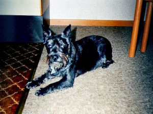 Freche vom Entenfang geb. 1983 Bild+Info Gisela Hennenberg