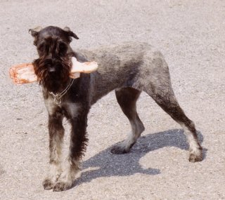 Azucena Diorit Silver, Bild + Info Vera Plaschg