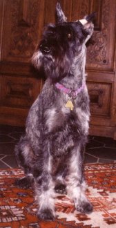 Azucena Diorit Silver, WT 14.11.1991, Bild+Info Vera Plaschg