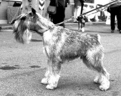 Utrillo del Prillo 6.6.1988 - 18.08.2003 Bild + Info: Alessandro Midulla